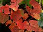 Vitis amurense